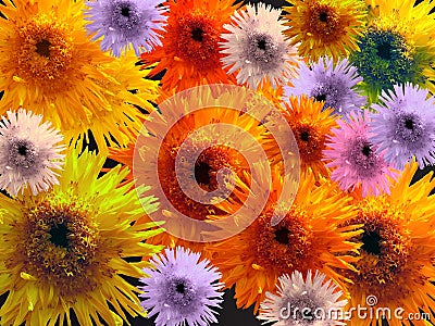 Many-colored flowers Stock Photo