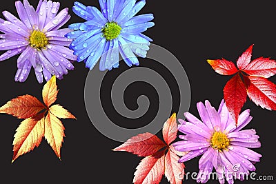 Many-colored flowers and leaves Stock Photo