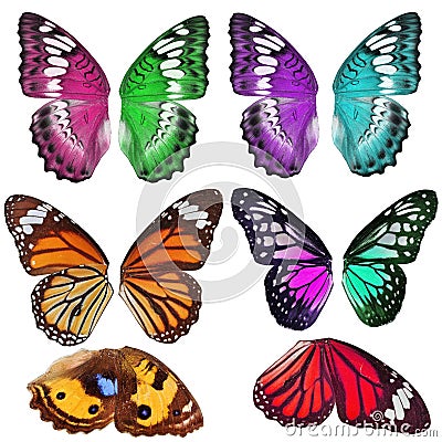Many Colorful butterfly wing Stock Photo