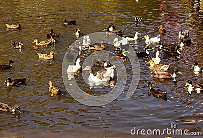 Many colorful ducks swim Stock Photo