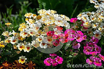 In many colors Nemesia, Sansatia blooms. This flower was named after Nemesis, the Greek goddess of retribution Stock Photo