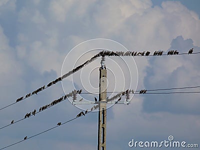 Common starlin birds on electrical wires under blue sky Stock Photo