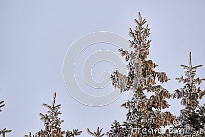 Many cones. Tops of trees. White frost Stock Photo