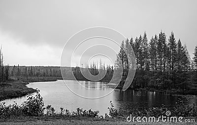 Many Conifers trees by the lake in monochrome Stock Photo