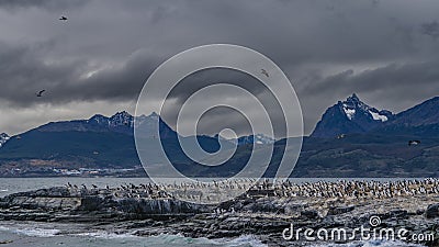 Many cormorants have settled on a rocky island in the Beagle Channel. Stock Photo