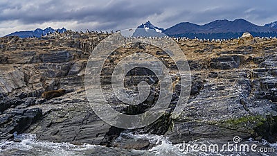 Many cormorants settled on a rocky island in the Beagle Channel. Stock Photo