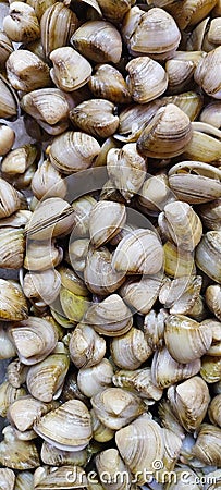 Fresh clams, texture background Stock Photo