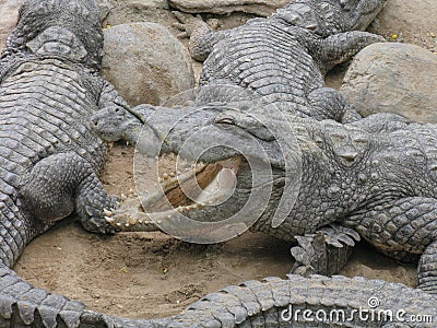 Crocodiles basking together in the sun on a sandy beach Stock Photo