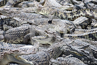 Many a crocodiles Stock Photo