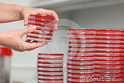 Many cups of petra are on the table in a medical laboratory, close-up Stock Photo