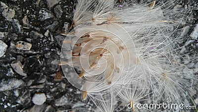 Many dandelion fluffy seeds on the ground Stock Photo