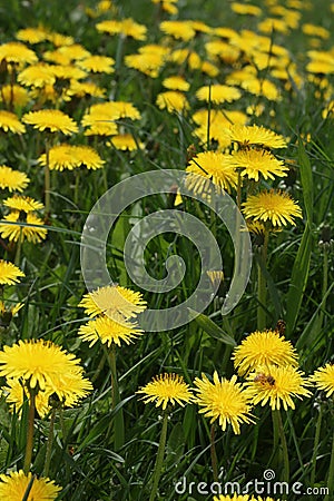 Many Dandelions, Taraxacum Stock Photo