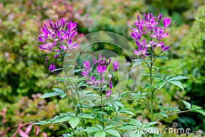 Many delicate purple flowers of Cleome hassleriana plant, commonly known as spider flower, spider plant, pink queen, or grandfathe Stock Photo