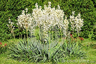 Many delicate white flowers of Yucca filamentosa plant, commonly known as Adamâ€™s needle and thread, in a garden in a sunny Stock Photo