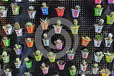 Many different cacti in little pots. Spain, Barcelona. Editorial Stock Photo
