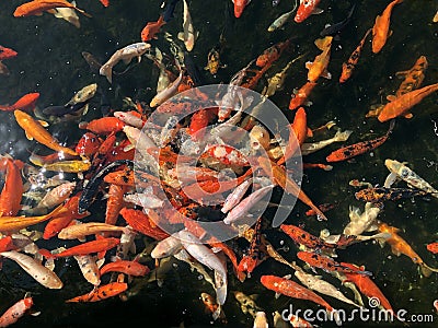 Many different decorative fishes feed in pond, school of fish orange carps swimming in water, top view Stock Photo