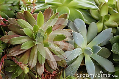 Many different echeverias as background. Succulent plants Stock Photo