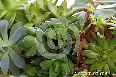 Many echeverias as background, closeup. Succulent plants Stock Photo
