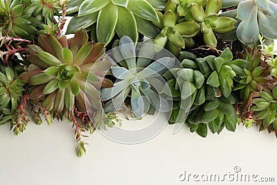 Many different echeverias isolated. Succulent plants Stock Photo
