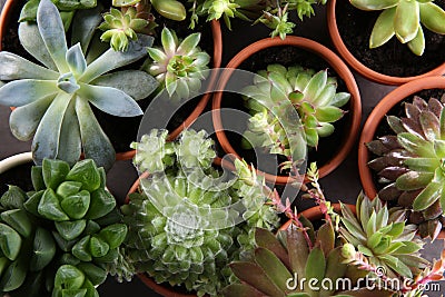 Many different echeverias on table. Beautiful succulent plants Stock Photo
