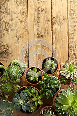 Many echeverias on wooden table, flat lay with space for text. Beautiful succulent plants Stock Photo