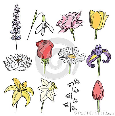 Many different flowers color collection Vector Illustration