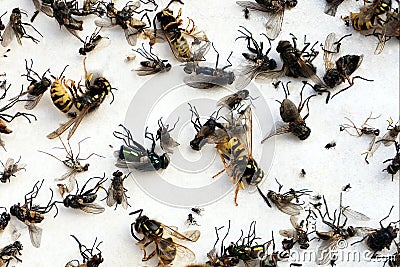 Many different insects lying on a white background. Flies, midges and wasps on the bait Stock Photo