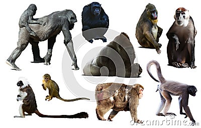 Set of primates Stock Photo