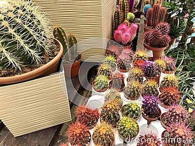 many different a small multicolored cacti in flower pots as indoor Stock Photo