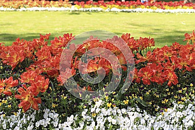 Many disclosed orange-red tulips on the flowerbed Stock Photo