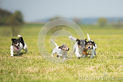 Many dog run and play with a ball in a meadow. A pack of Jack Russell Terriers pets Stock Photo