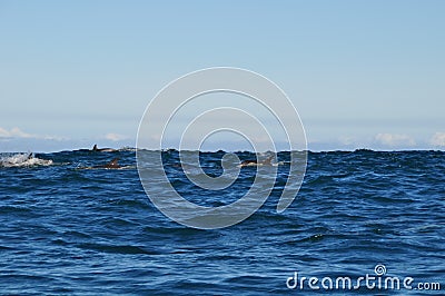 Many dolphins in the indian ocean in front of the coastline Stock Photo
