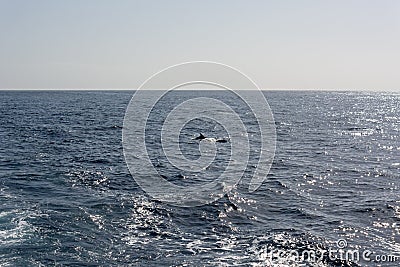Many dolphins swimming in the distance behind a cruise ship. Stock Photo