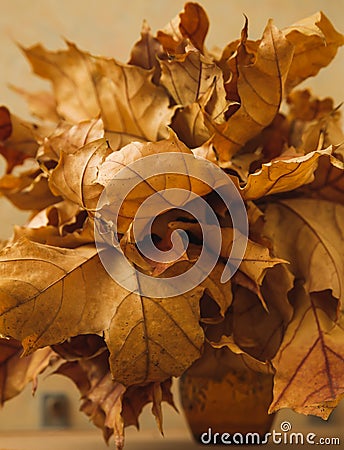 Many dried autumn yellow leaf in a glass vase Stock Photo