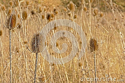 Dried teasel seedheads in a field Stock Photo