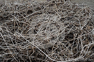 The many Dry brown cut vines are evenly textured intertwined on Stock Photo