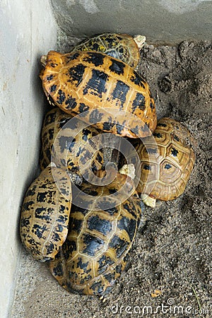 Elongated Tortoise sleep together Stock Photo