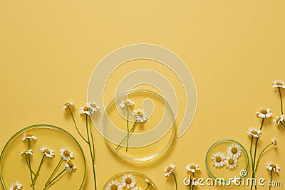 Many Feverfew flowers and petri dish on the bottom with blank space to add text or product advertising Stock Photo