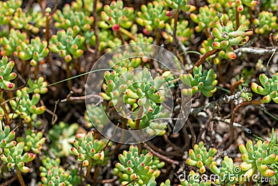 Many Fingers - Sedum Pachyphyllum - Plant Stock Photo