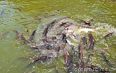 Many fish in pond Stock Photo