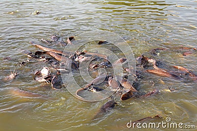 Many fish splashing in lake Stock Photo