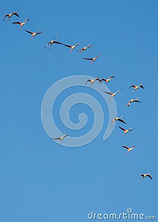 Flamingoes flying above the Bay of Cadiz in southern Spain Stock Photo