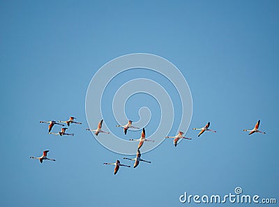 Flamingoes flying above the Bay of Cadiz in southern Spain Stock Photo