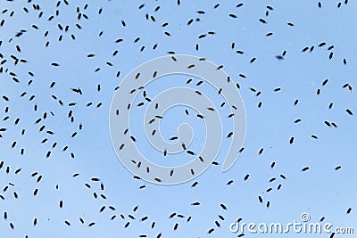 Many flies on a gla Stock Photo