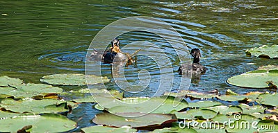 Little Pied-billed Grebes at Montreal Botanical garden Stock Photo