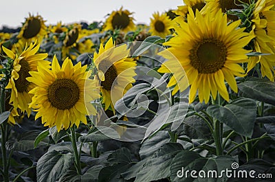 Many flowering sunflowers on the field Stock Photo