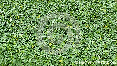 Many flowering tomato seedlings Stock Photo