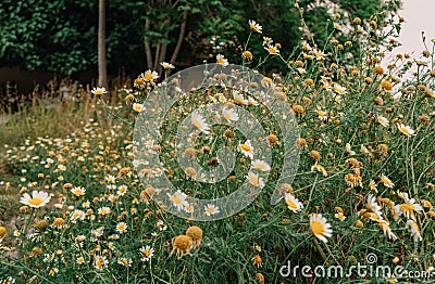 Many flowers grow in the field, Daisy bushes Stock Photo