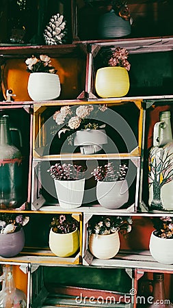 Many flowers in pots on wooden shelves lined up as decor Stock Photo