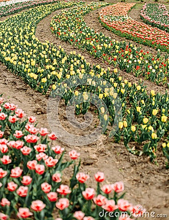 Many flowers rows colored tulips curly flowerbed Stock Photo